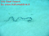 Foto 42-vilu reef serpente di mare.jpg 