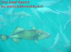 Foto 43-vilu reef vista napoleone dal molo.jpg 