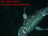 Foto 43bis-vilu reef jack fish.jpg 
