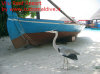 Foto 45-vilu reef uccello.jpg 