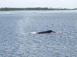osservazione dei cetacei alle maldive,  le news di www.tuttomaldive.it r. charles anderson marine research centre, h. whitewaves, mal, republic of maldives traduzione e riassunto a cura di franco mureddu, esperto naturalista e biologo marino