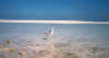 foto photo informazioni isole maldive white sands resort isola di dhidhdhoo finolhu atollo di ari sud by Elena&Gianluca aprile 2005