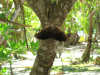 foto photo informazioni isole maldive white sands resort isola di dhidhdhoo finolhu atollo di ari sud by Elena&Gianluca aprile 2005